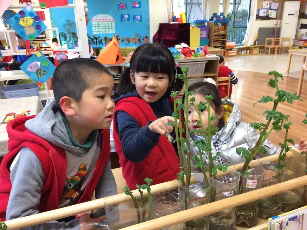 幼儿园学习种土豆